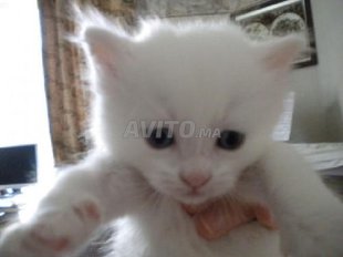 Angora Turc Race Decouvrez 39 Annonces Avito