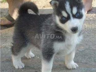 Yeux Bleus Chiot Husky Decouvrez 68 Annonces Avito