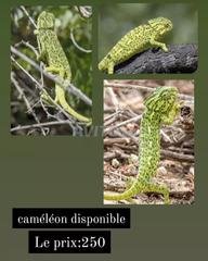 Cameleon Decouvrez 27 Annonces Avito