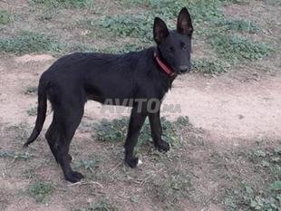 Malinois Noire Decouvrez 5 Annonces Avito