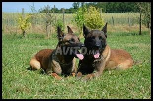 Bebe Malinois Decouvrez 5 Annonces Avito
