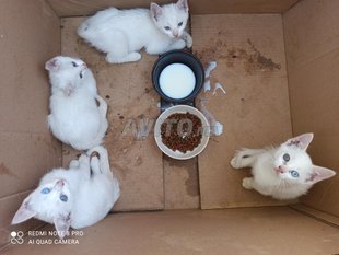 Chat Angora De Decouvrez 279 Annonces Avito