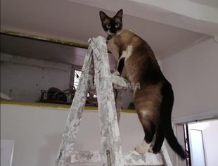 Annonces De Autres Un Chat Siamois A Casablanca Avito