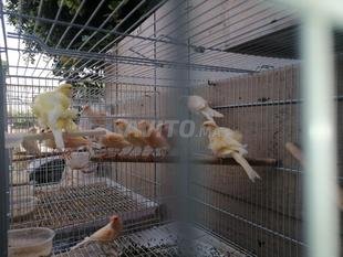 Canari mosaique : Découvrez 10 annonces - Avito