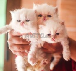Decouvrez 63 Annonces Pour Animaux Persan Pure Race A Vendre Avito