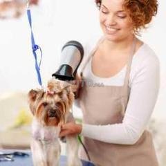 Toilettage Decouvrez 29 Annonces A Vendre Avito