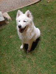 Chien Loup Husky Decouvrez 11 Annonces A Vendre Avito