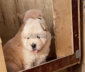 Annonces Pour Chow Chow A Casablanca A Vendre Avito Page 2