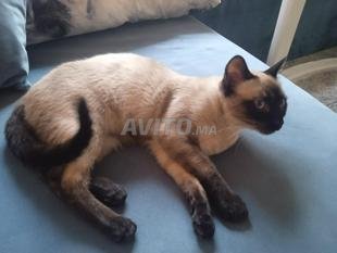 Prix Chat Decouvrez 333 Annonces A Vendre Avito Page 4