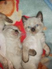 إعلانات Race Chat بالدار البيضاء للبيع Avito Page 2