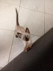 إعلانات Race Chat بالدار البيضاء للبيع Avito Page 2