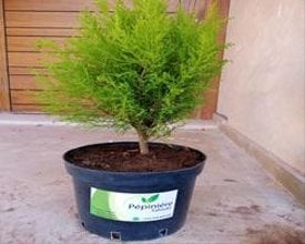 Arbres fruitiers au Maroc - Vente et Livraison a casablanca, rabat