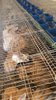 Vente lapins d'abattage et reproducteurs - 2