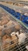 Vente lapins d'abattage et reproducteurs - 1